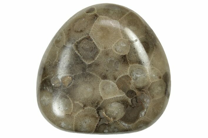 Polished Petoskey Stone (Fossil Coral) - Michigan #237285